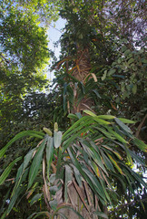 Freycinetia marginata