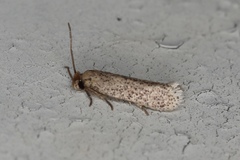 Zimmermannia obrutella