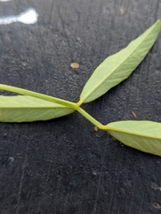Melilotus albus