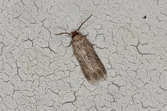 Zimmermannia obrutella