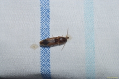 Conoderus vespertinus