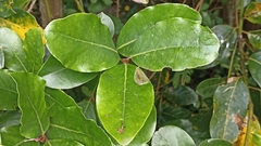 Laurus azorica
