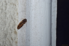 Conoderus vespertinus