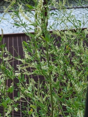 Melilotus albus