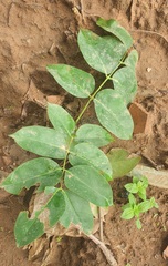Pericopsis