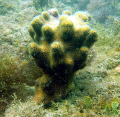 Solenastrea hyades