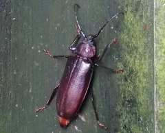 Rhaesus serricollis