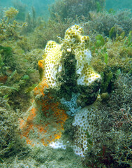 Solenastrea hyades