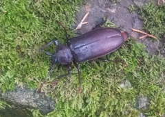 Rhaesus serricollis