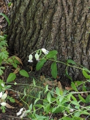 Silene vulgaris