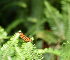 Eresia phillyra phillyra