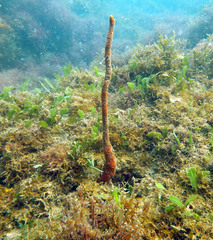 Axinella polycapella