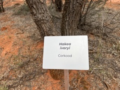 Hakea ivoryi