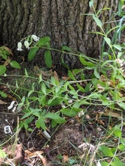 Silene vulgaris