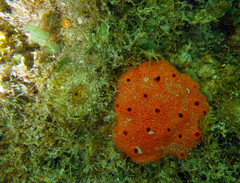 Dragmacidon reticulatum