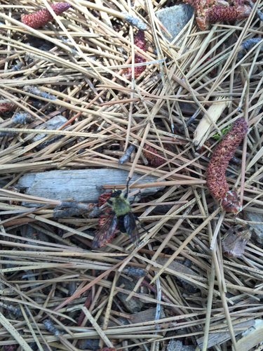 iNaturalist observation photo of Bee-mimic Robber Flies