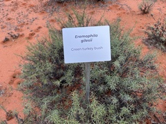 Eremophila gilesii