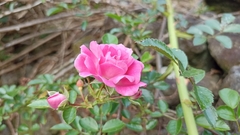 Rosa chinensis