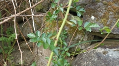 Rosa chinensis