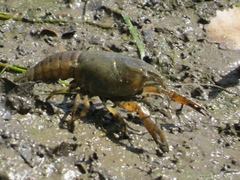 Procambarus acutus