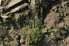 Epilobium obscurum