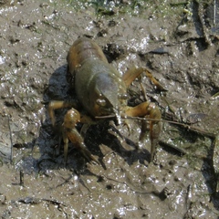 Procambarus acutus