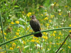Agelaius phoeniceus caurinus