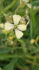 Raphanus raphanistrum raphanistrum