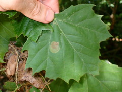 Ectoedemia platanella