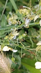 Raphanus raphanistrum raphanistrum