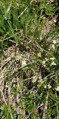 Galium anisophyllon