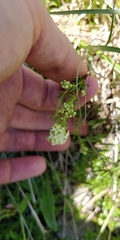 Galium anisophyllon