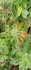 Leonotis nepetifolia image