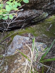 Takakia ceratophylla