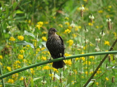 Agelaius phoeniceus caurinus
