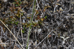 Kalmia procumbens