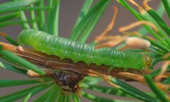 Pristiphora wesmaeli