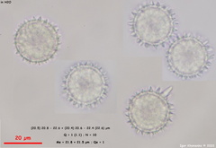 Ramsbottomia crechqueraultii