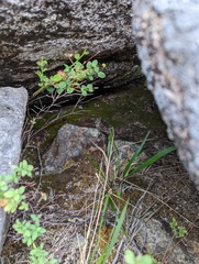 Takakia ceratophylla