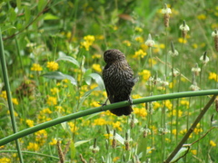 Agelaius phoeniceus caurinus