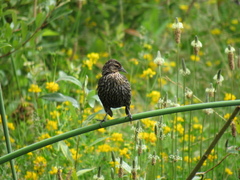 Agelaius phoeniceus caurinus