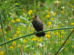 Agelaius phoeniceus caurinus