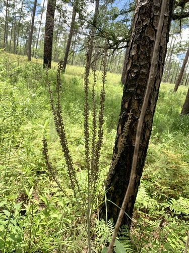 Panicled false indigo (Amorpha paniculata)