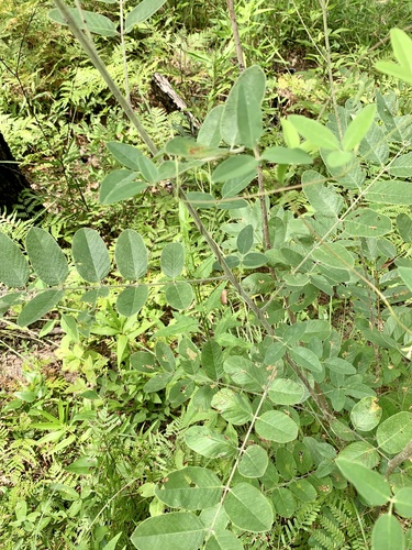 Amorpha paniculata, photograph 6