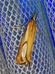 Catoptria conchella