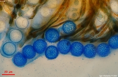 Ramsbottomia crechqueraultii