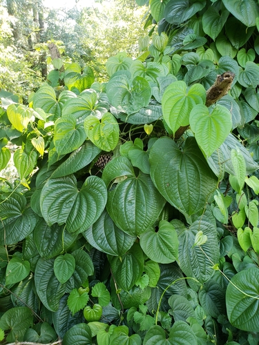 Dioscorea bulbifera