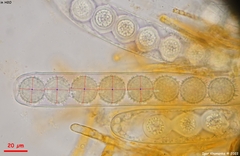 Ramsbottomia crechqueraultii