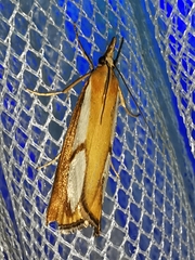 Catoptria conchella