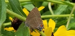 Satyrium calanus